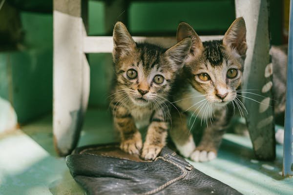 Pawsitively Bangalore: Unleashing the Best Cats for Sale at S Crazy Pets