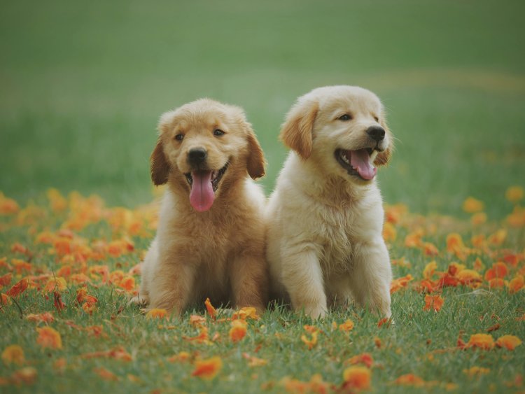 Your Best Choice for  Puppies for Sale in Bangalore : S Crazy Pets