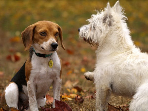 Bring Home Joy: Puppies for Sale at S Crazy Pets in Bangalore