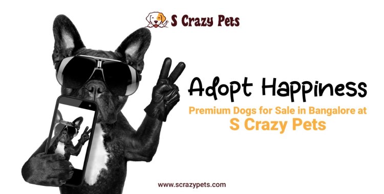 Adopt Happiness: Premium Dogs for Sale in Bangalore at S Crazy Pets