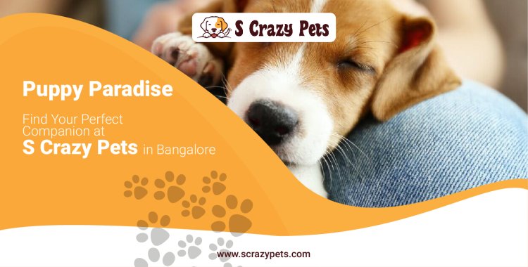 Puppy Paradise: Find Your Perfect Companion at S Crazy Pets in Bangalore