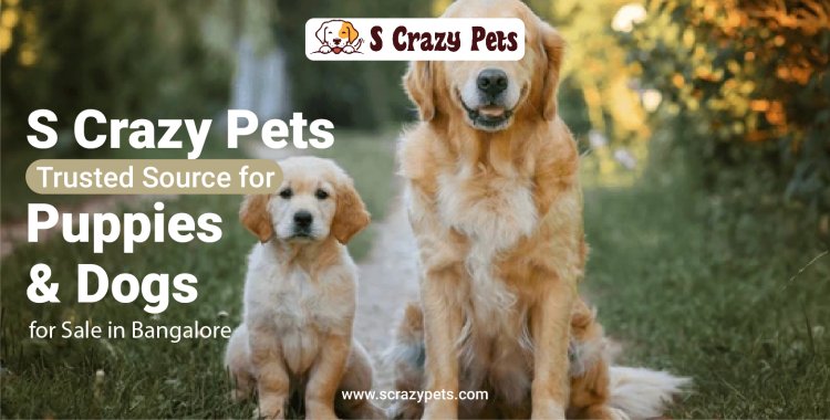 Top Quality Puppy for Sale in Bangalore | Find Your Perfect Pet at S Crazy Pets