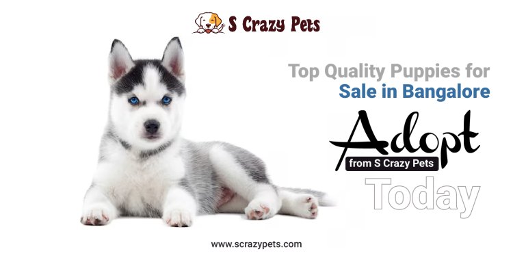 Top Quality Puppies for Sale in Bangalore – Adopt from S Crazy Pets Today!