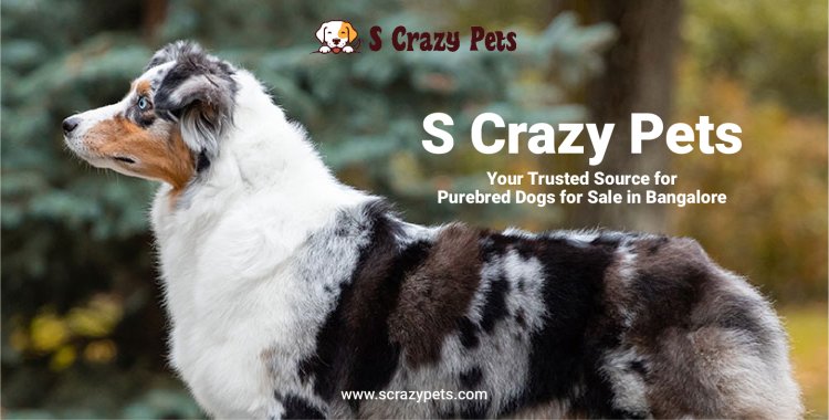 S Crazy Pets: Where to Find the Best Dogs for Sale in Bangalore