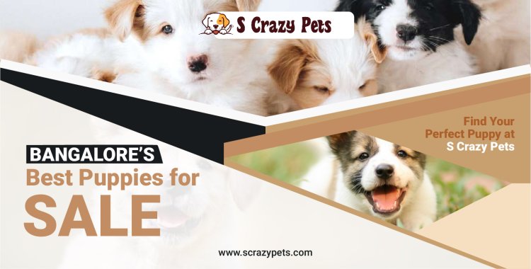 Bangalore’s Best Puppies for Sale – Find Your Perfect Puppy at S Crazy Pets