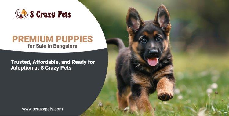 Premium Puppies for Sale in Bangalore: Trusted, Affordable, and Ready for Adoption at S Crazy Pets