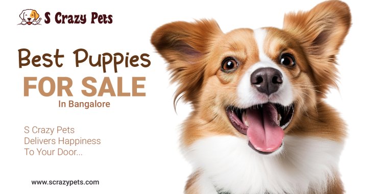 S Crazy Pets: Your Go-To Place for Top-Quality Puppies for Sale in Bangalore