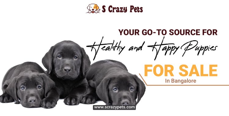 S Crazy Pets: Your Go-To Source for Healthy and Happy Puppies for Sale in Bangalore