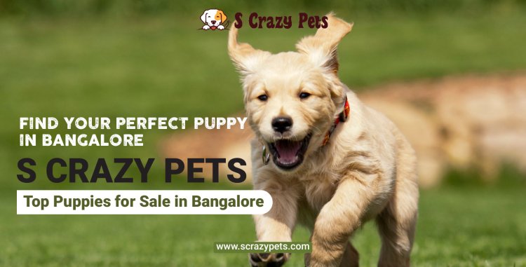 Find Your Perfect Puppy in Bangalore: S Crazy Pets - Top Puppies for Sale in Bangalore