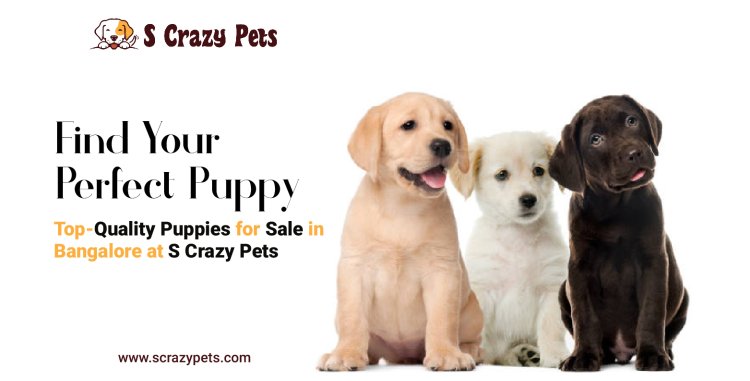 Find Your Perfect Puppy: Top-Quality Puppies for Sale in Bangalore at S Crazy Pets