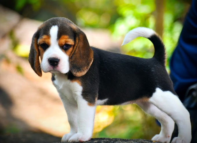 Buy the Best Puppies in Bangalore – Top Quality Puppies for Sale at S Crazy Pets