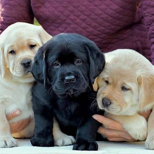 Find Your Perfect Puppy: S Crazy Pets - The Best Place for Puppies for Sale in Bangalore