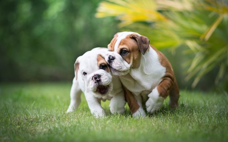 Top Quality Puppies for Sale in Bangalore: S Crazy Pets - The Best Dog Breeder in Bangalore