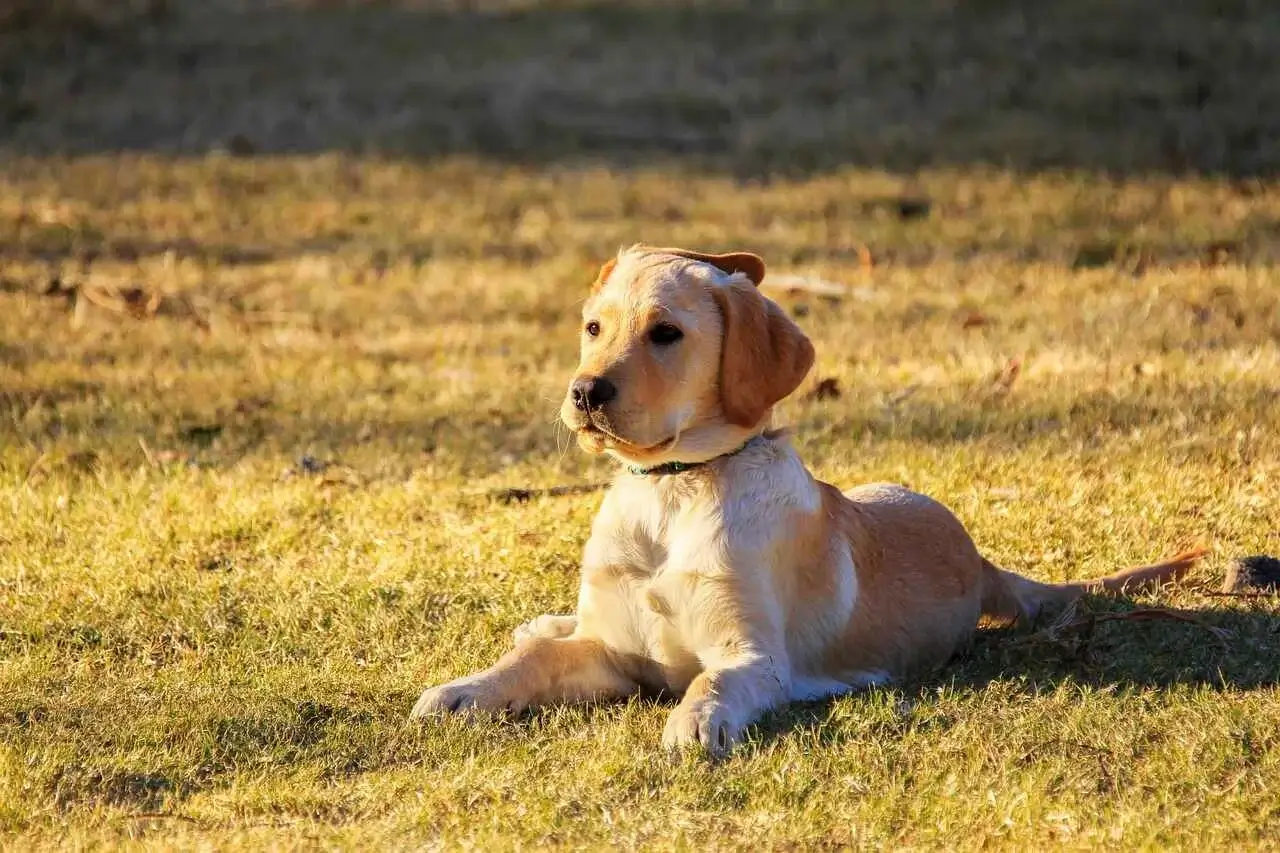 Golden Retriever In Bangalore