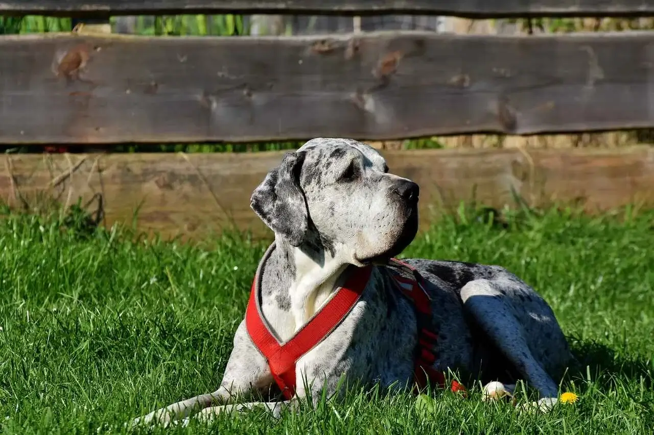 Dane Dog In Bangalore