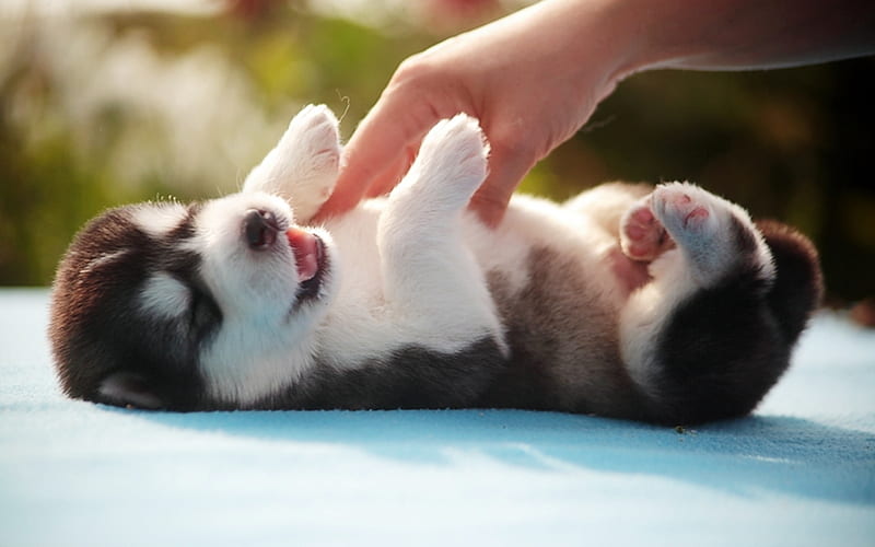 Husky Dog in bangalore