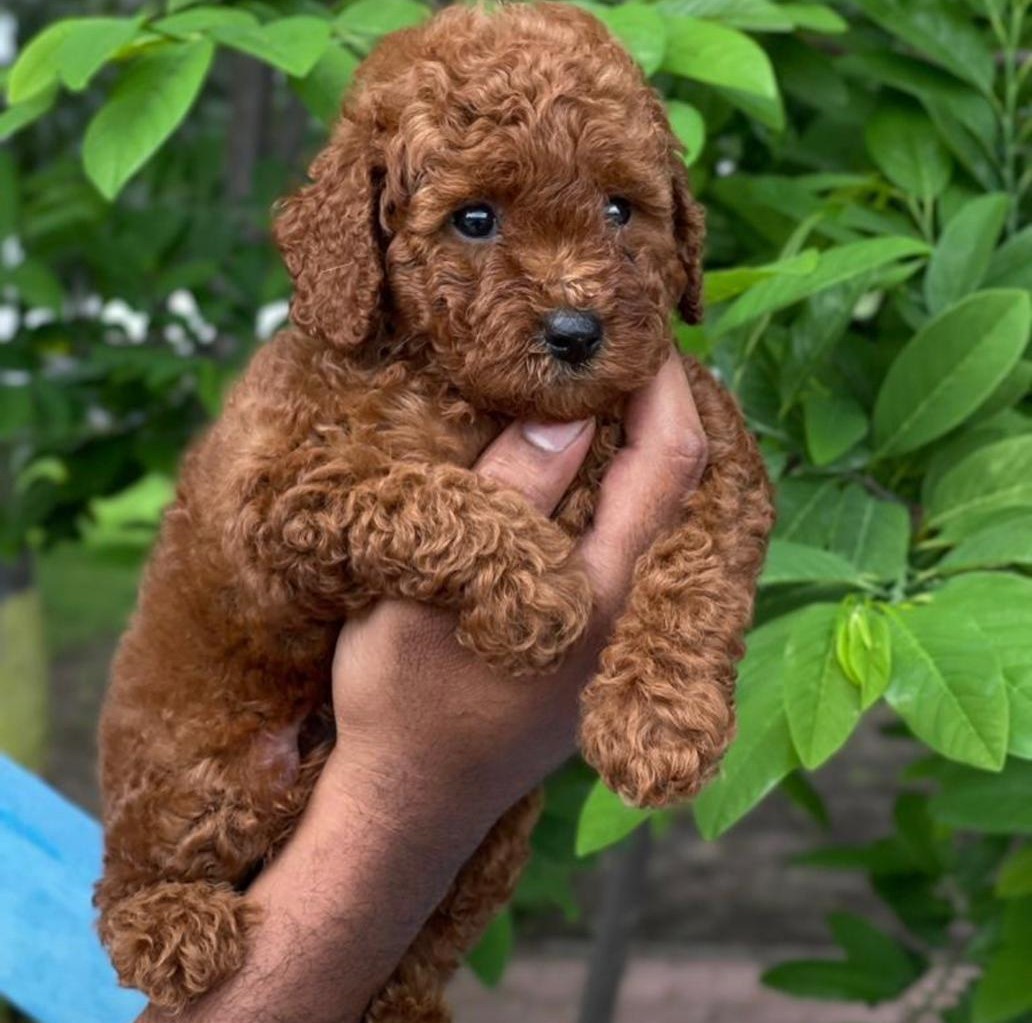 Poodle In Bangalore