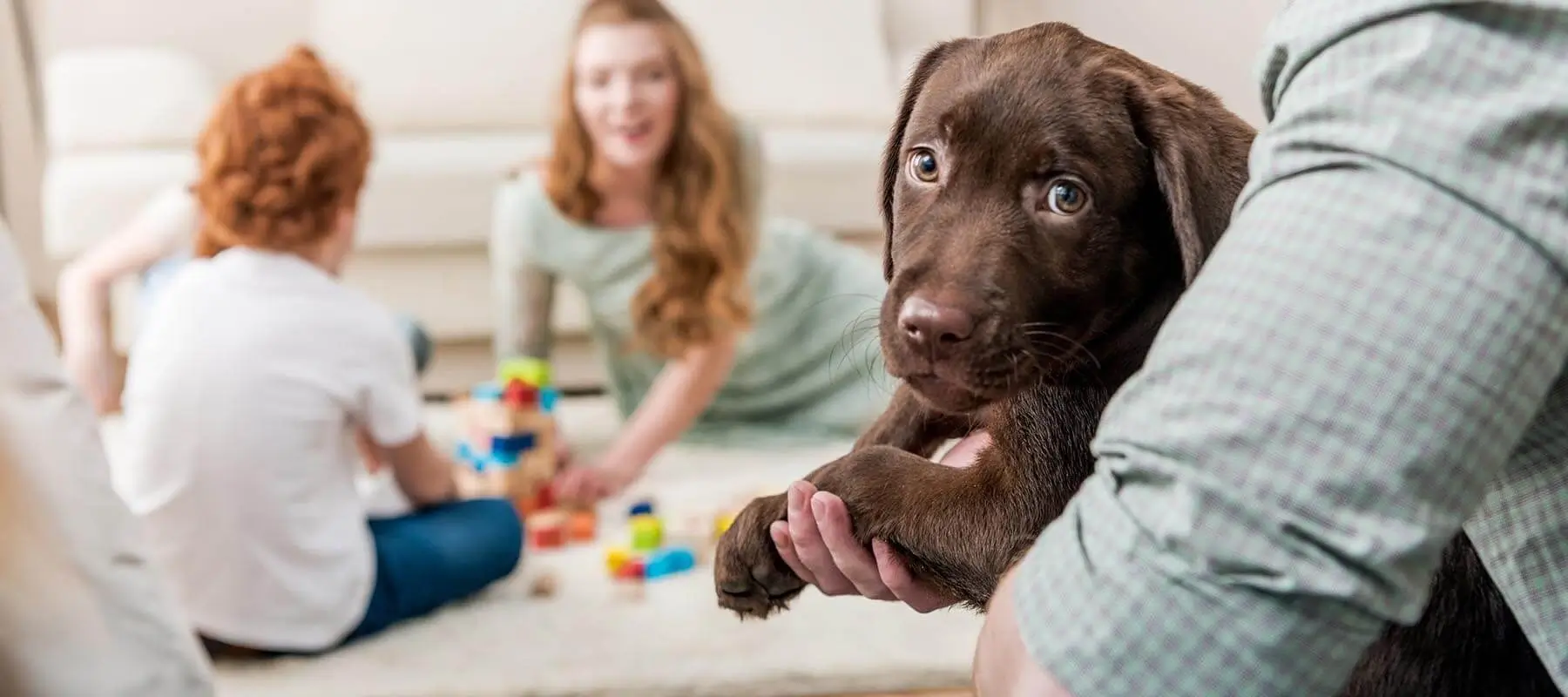 Dogs for buy in Bangalore